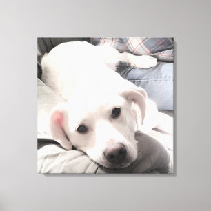 Toile Photo d'un chien mignon fatigué avec papa sur le c