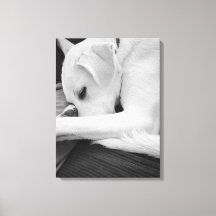 Photo en noir et blanc de mignon chien reposant av