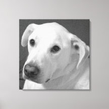 Photo en noir et blanc d'un beau chien à l'âne