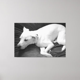 Toile Photo en noir et blanc d'un beau chien endormi