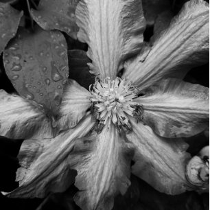 Toile Photo en noir et blanc d'un Clematis après la plui