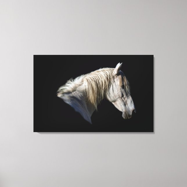 Toile Photo Équine Blanc Amateur De Cheval (Recto)