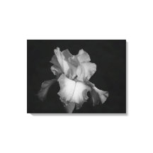 Photo florale de Iris noir et blanc