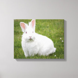 Toile photo lapin lapin