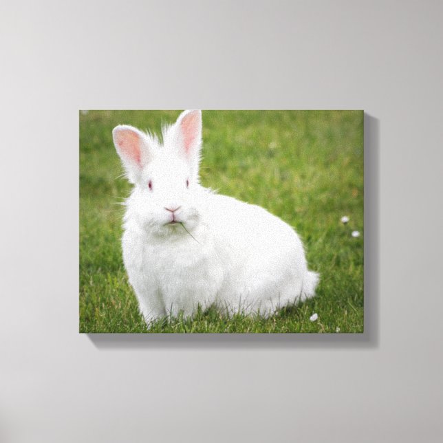 Toile photo lapin lapin (Recto)