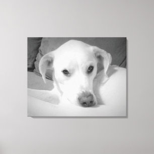 Toile Photo noir et blanc du Labrador Mix Chien