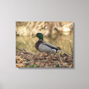 Toile Photo polychrome de canard masculin de Mallard