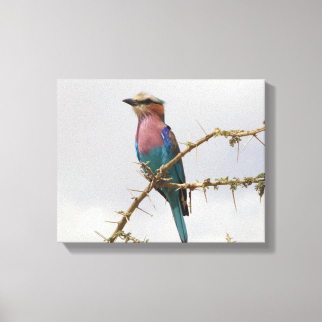 Toile Photo Rainbow Bird (Recto)