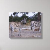Photo Zebra Double Take