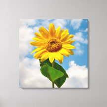 Photographie botanique florale de tournesol simple