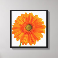 Photographie d'art orange Gerbera Fleur marguerite