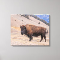Photographie de Bison d'Amérique, Yellowstone
