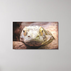 Toile Photographie de dragon de Komodo avec le visage