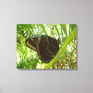 Toile Photographie de la nature du papillon Morpho bleu