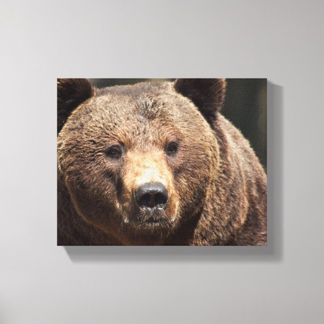 TOILE PHOTOGRAPHIE DE L'OURS GRIZZLY WRAPEE CANVAS (Recto)
