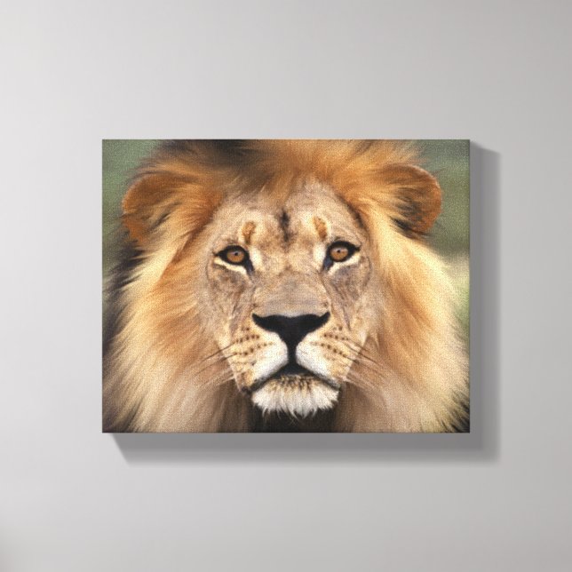 Toile Photographie du lion (Recto)