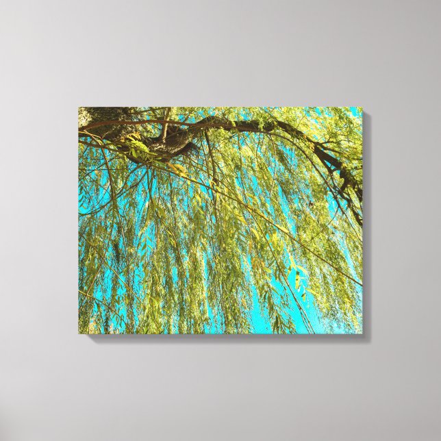 Toile Photographie du saule plumant (Recto)