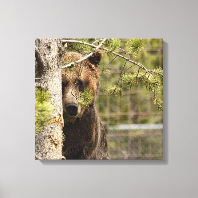 TOILE PHOTOGRAPHIE GRIZZLY BEAR PEEKING PHOTOGRAPHIE BRO (Recto)