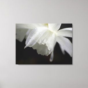 Toile Photos florales de jonquilles blanches