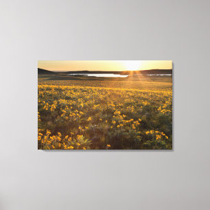 Toile Pied de flèche Balsamroot Fleurs sauvages