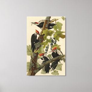 Toile Pileated Woodpecker from Audubon Birds of America
