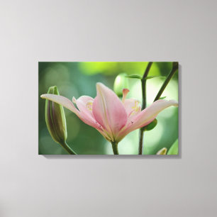 Toile Pink Lily-Bokeh par Shirley Taylor