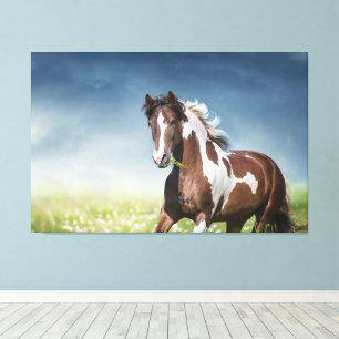 Toile Pinto Horse Gallops À Travers Flowery Spring Meado