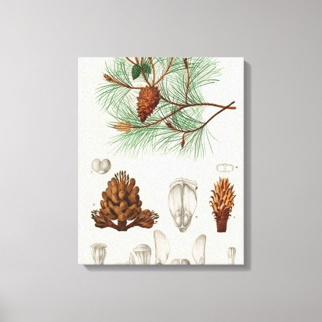 Toile Pinus maritima (Recto)