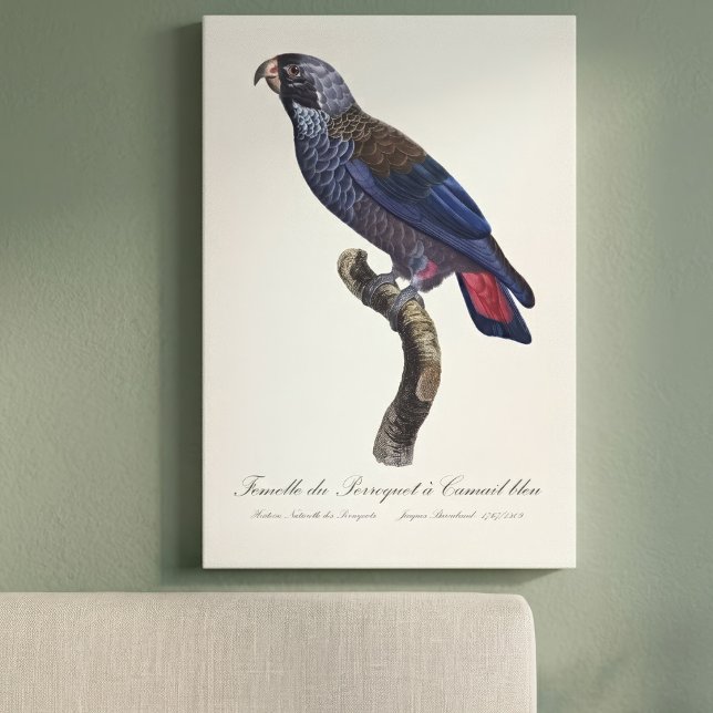 Toile Pionus fuscus, ou Pion gris-perle ou Pion sombre (Dusky Parrot or Dusky Pionus, Pionus fuscus. Canvas Print )