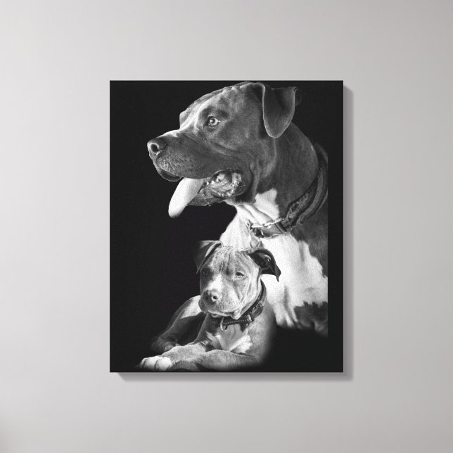 Toile Pitbull (Recto)