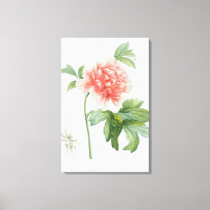 Toile Pivoine, 1799 (copie de pointillé de couleur)