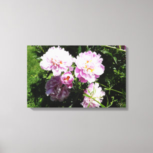 Toile Pivoines roses Photographie d'art mural