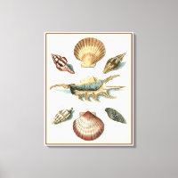 Plage de Shell soignée