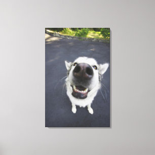 Toile Plan rapproché du nez du chien de traîneau