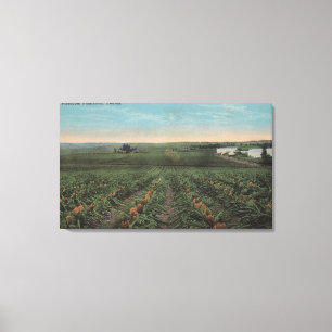 Toile Plantation d'ananas prêt pour la récolte à Florid