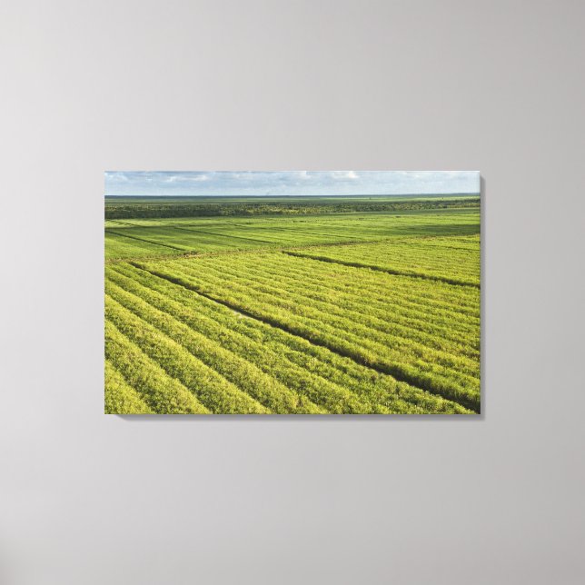 Toile Plantations de canne à sucre, Guyana (Recto)