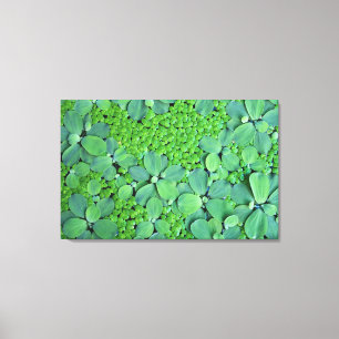 Toile Plante