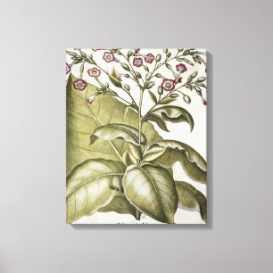 Toile Plante de tabac, du "Hortus Eystettensis" par B