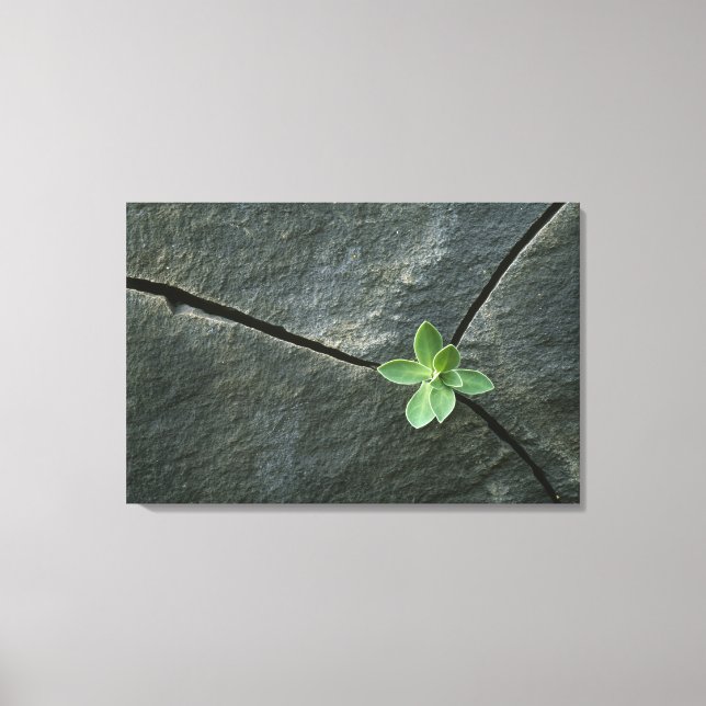Toile Plante qui cultive dans une sangle fissurée (Recto)