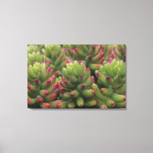 Toile plante Sedum, Musée du désert d'Arizona-Sonora,