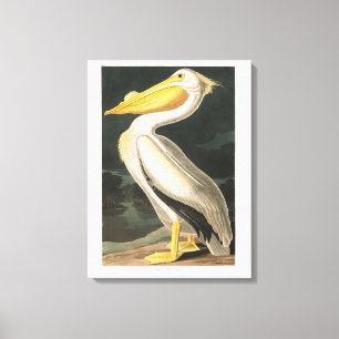 Toile Plaque Audubon 311 American White Pelican