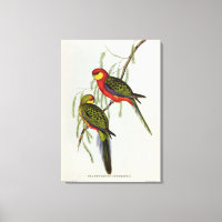 Platycercus Icterotis