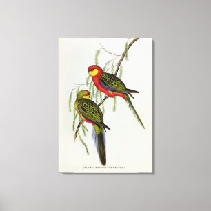 Toile Platycercus Icterotis