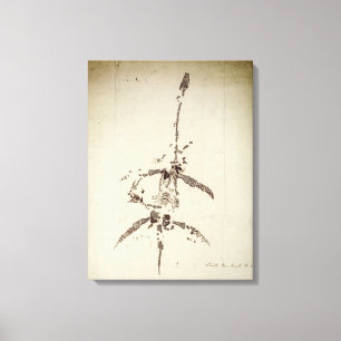 Toile Plesiosaurus dolichodeirus