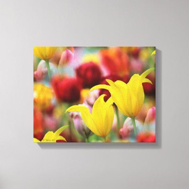 Toile Plusieurs tulipes colorées (Recto)