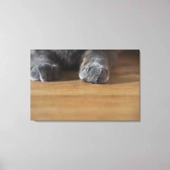 Toile Poches de chat (Recto)