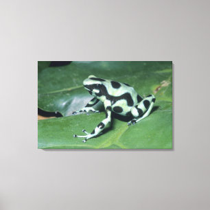 Toile Poison Dart Frog, (Dendrobates auratus) Cahuita