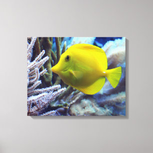 Toile Poisson de Tang Jaune