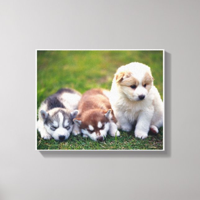 Toile Pomsky chiots Canvas (Recto)