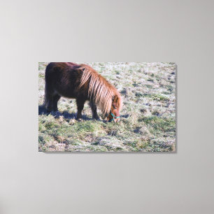Toile Poney mignon frôlant sur le pré